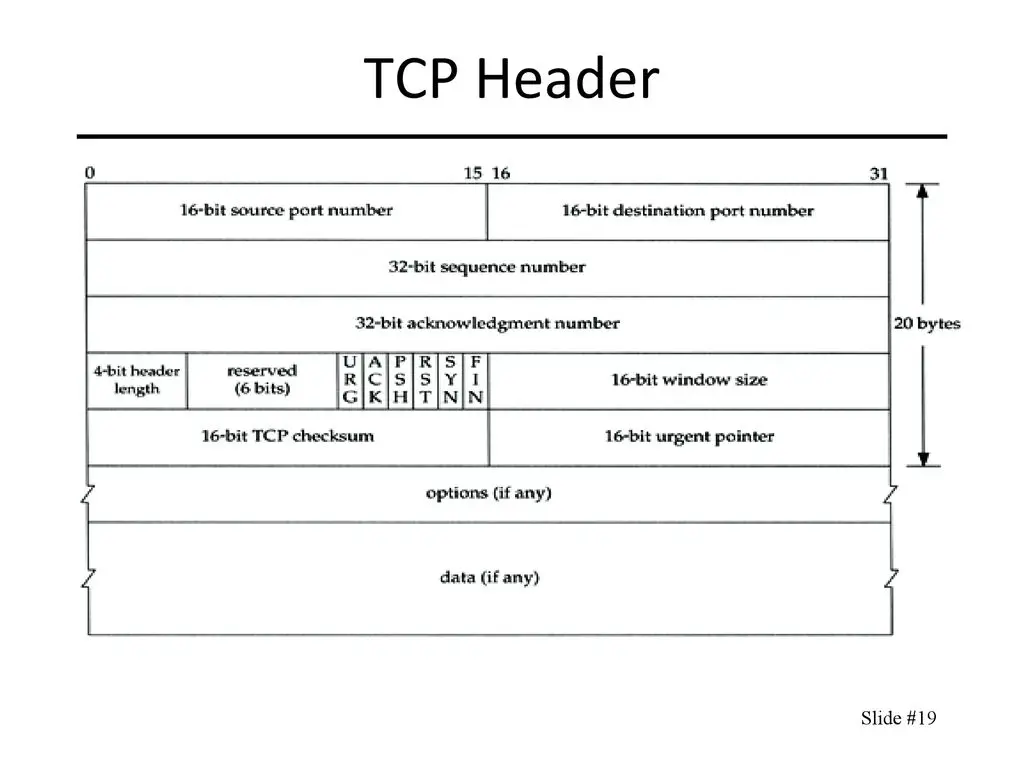 TCP头部
