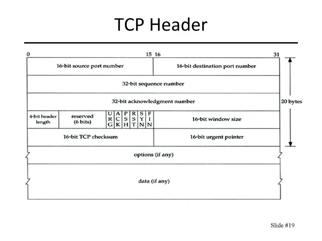 【软硬结合】TCP协议基础 | 生子当如哈士奇的小空间